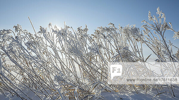 Frostbedeckte Gräser im Gegenlicht des hellen Sonnenlichts; Thunder Bay  Ontario  Kanada