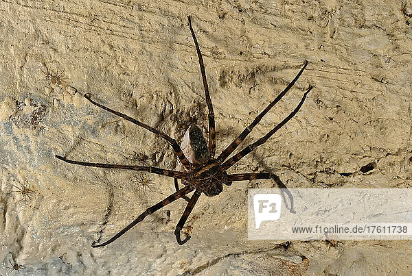 Eine Spinne im Gunung Mulu National Park; Gunung Mulu National Park  Sarawak  Borneo  Malaysia.