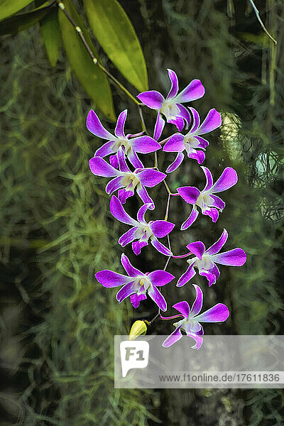 Zarte Orchideen in voller Blüte