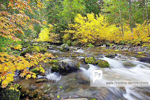 Autumn coloured foliage along the flowing Santiam River in Willamette National Forest; Oregon  United States of America