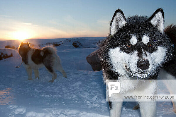 A sled dog has a frosty nose during a -40 degree arctic sunset.