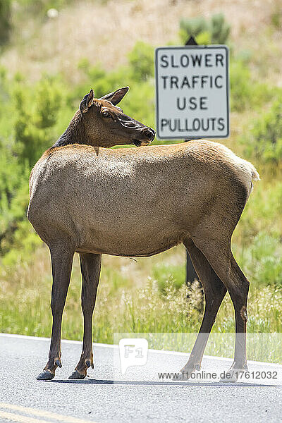 Ein Elch (Cervus canadensis) steht auf einer Straße und schaut über seine Schulter zurück  mit einem Verkehrsschild im Hintergrund  Yellowstone National Park; Vereinigte Staaten von Amerika