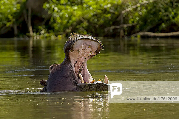 Ein Nilpferd  Hippopotamus amphibius  im Wasser mit geöffnetem Maul.