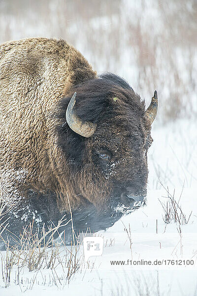 Nahaufnahme eines amerikanischen Bisons (Bison bison)  der durch tiefen Schnee stapft und gegen den Wind läuft; Yellowstone National Park  Vereinigte Staaten von Amerika