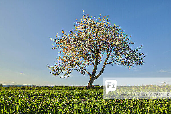 Sour cherry  tart cherry  or dwarf cherry (Prunus cerasus) tree blooming; Bavaria  Germany