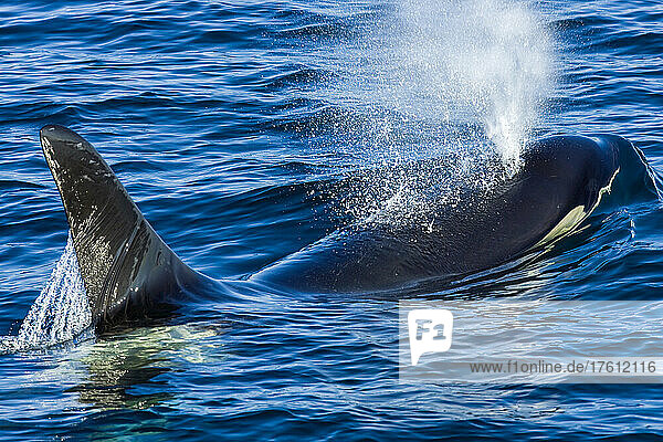 Ein Schwertwal spritzt Wasser aus seinem Blasloch an der Wasseroberfläche.