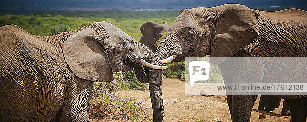 Two African elephants (Loxodonta) greeting each other and intertwining their trunks at Addo Elephant National Park; Eastern Cape  South Africa