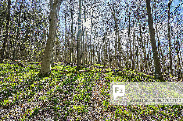 Oak trees in a forest and sunburst in springtime; Kreuzwertheim  Bavaria  Germany