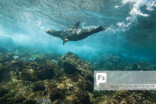 Ein Galapagos-Seelöwe schwimmt unter Wasser.