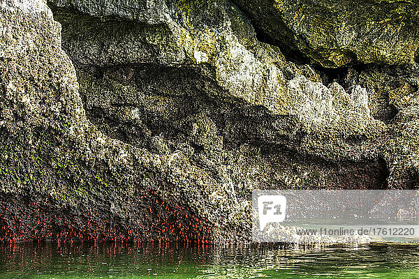 Nahaufnahme des Wasserwuchses und der verkrusteten Oberfläche der erodierten Kalksteinfelsen entlang der Küste von Admiralty Island; Südost-Alaska  Alaska  Vereinigte Staaten von Amerika