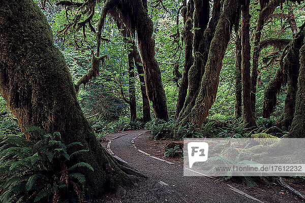 Abend auf dem Hall of Mosses Trail im Olympic National Park.