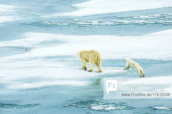 Ein Eisbär und sein Junges überqueren halbgefrorenes Meereis.