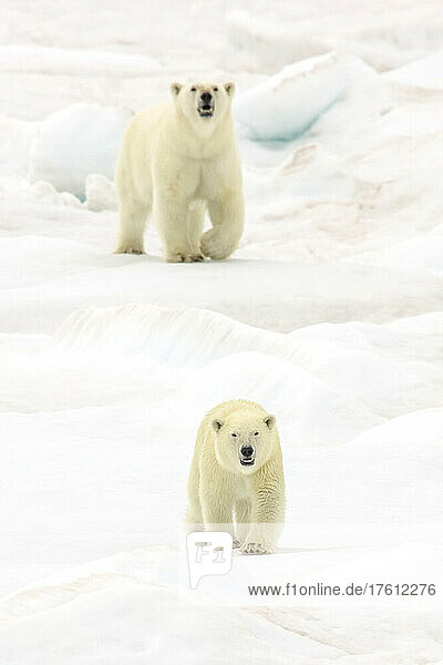 Eine Eisbärin  Ursus maritimus  und ihr Junges gehen über das Packeis.