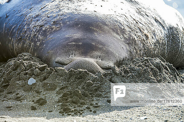 Südlicher Seeelefant (Mirounga leonina) schlafend mit dem Gesicht im Sand am Strand; Insel Südgeorgien  Antarktis