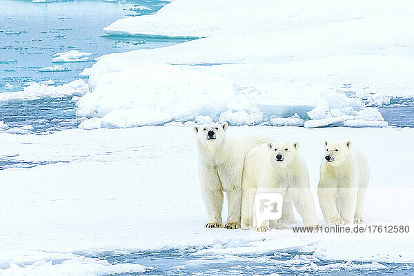 Familienporträt  Eisbären (Ursus maritimus) stehen still auf dem Packeis in der kanadischen Arktis.