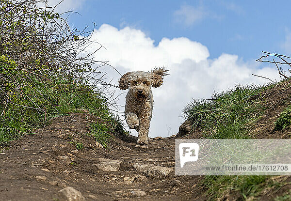 Kakadu-Hund läuft einen Feldweg hinunter; South Shields  Tyne and Wear  England