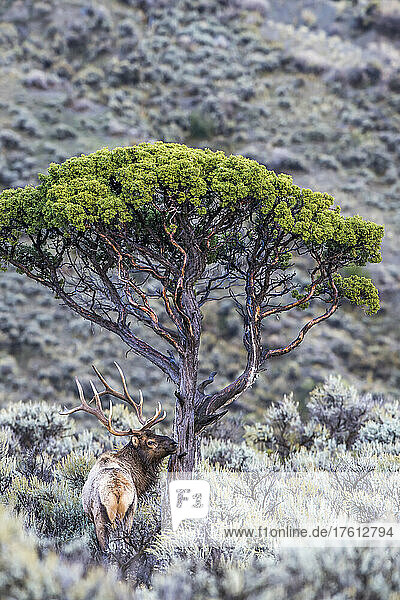 Blick von hinten auf einen Elchbullen (Cervus canadensis)  der in einem Feld aus Salbeibüschen (Artemisia tridentata) neben einem Wacholderbaum (Juniper scopulorum) steht; Yellowstone-Nationalpark  Vereinigte Staaten von Amerika