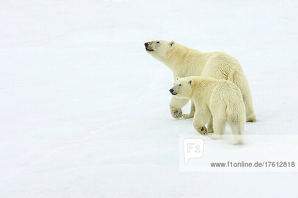 A polar bear  Ursus maritimus  and her cub walking across pack ice.
