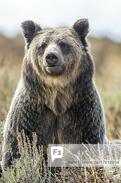 Portrait of an American Brown Bear sitting in sagebrush  Yellowstone National Park; United States of America