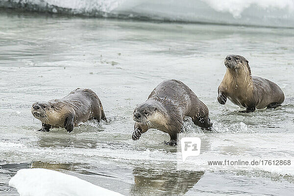 Northern River Otters ( Lutra canadensis) running across icy water in winter; Montana  United States of America