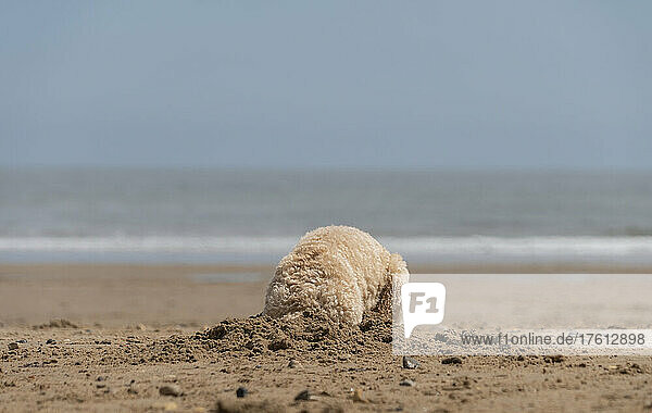 Ein blonder Kakadu-Hund gräbt im Sand an einem Strand am Wasser; South Shields  Tyne and Wear  England
