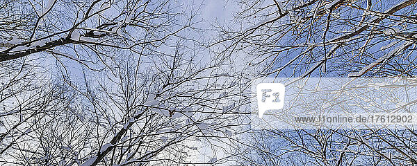 Verschneite Baumzweige vor blauem Himmel mit Wolken in den Laurentides; Quebec  Kanada