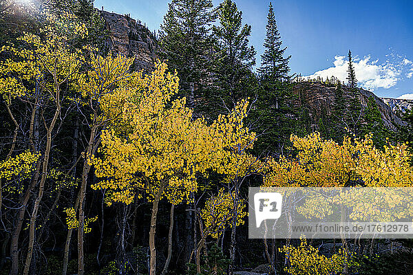 Raue Landschaft mit Bäumen in leuchtenden Herbstfarben unter blauem Himmel  Rocky Mountain National Park; Colorado  Vereinigte Staaten von Amerika
