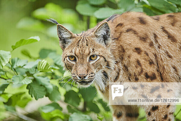 Eurasischer Luchs (Lynx lynx) Porträt; Bayern  Deutschland