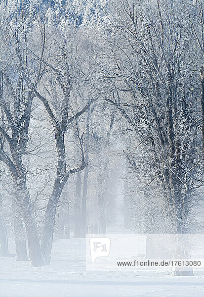 Blick durch den Nebel in einen mit Frost bedeckten Wald aus östlichen Pappeln (Populus deltoides) an einem Wintertag im Lamar Valley; Yellowstone National Park  Vereinigte Staaten von Amerika