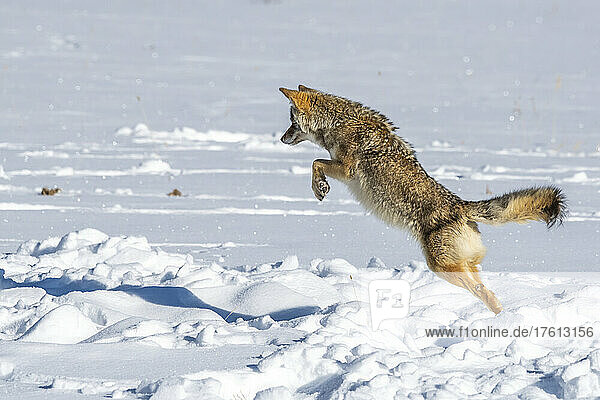 A Coyote (Canis latrans) leaping in the snow in Yellowstone National Park; United States of America