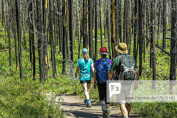 Drei Wanderer auf einem Pfad in einem verbrannten Wald  Waterton Lakes National Park; Waterton  Alberta  Kanada