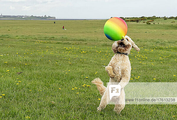 Hund spielt mit einem bunten Ball auf einem Feld; South Shields  Tyne and Wear  England
