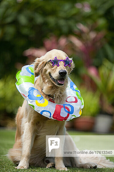 Golden retriever dog wearing sunglasses and inner tube  ready for the beach; Paia  Maui  Hawaii  United States of America
