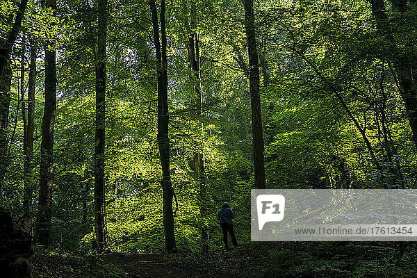 Eine Frau steht allein am Rande eines Weges mit üppigem Laub auf den Bäumen; Richmond  Richmondshire  England