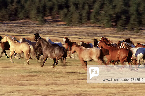 Pferde laufen auf einem sonnenbeschienenen Feld; Seneca  Oregon  Vereinigte Staaten von Amerika
