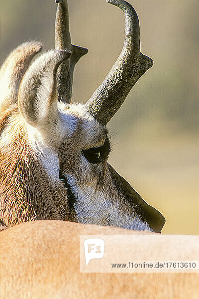 View taken from behind of a close-up portrait of a pronghorn antelope buck (Antilocapra americana) in warm light; Yellowstone National Park  Wyoming  United States of America