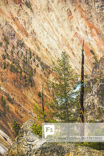 Lodgepole pines (Pinus contorta) on the edge of the cliffs with the Yellowstone River flowing through the canyon in the Grand Canyon of the Yellowstone in Yellowstone National Park; Wyoming  United States of America