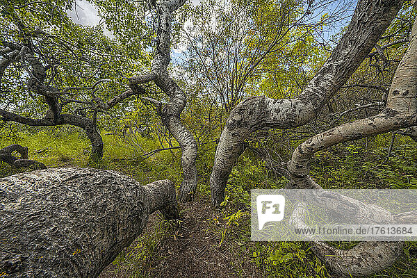 Twisted trees in an aspen grove in central Saskatchewan. The area is known as the Crooked Bush; Saskatchewan  Canada