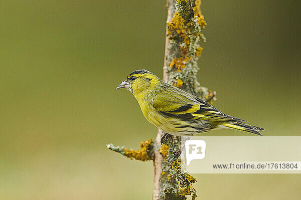 Eurasian siskin (Spinus spinus) perched on a branch; Bavaria  Germany