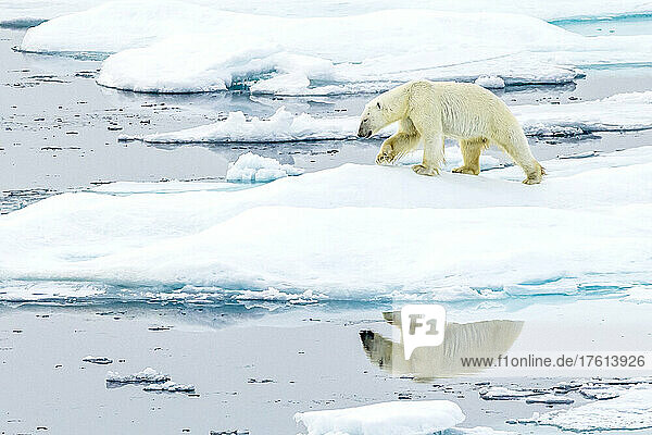 Reflection of polar bear (Ursus maritimus) as it wanders across pack ice in the Canadian Arctic.
