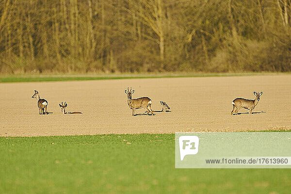 Roe deer (Capreolus capreolus) standing in a field at varying levels  some looking at the camera; Bavaria  Germany