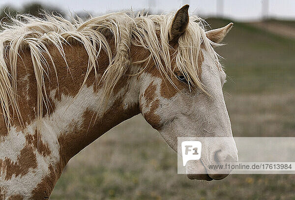 Wilder Mustang mit blauen Augen und brauner und weißer Scheckung in einem Wild Horse Conservation Center; Lantry  South Dakota  Vereinigte Staaten von Amerika