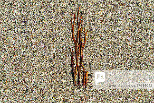Close-up detail of brown algae laying on sand; South Shields  Tyne and Wear  England