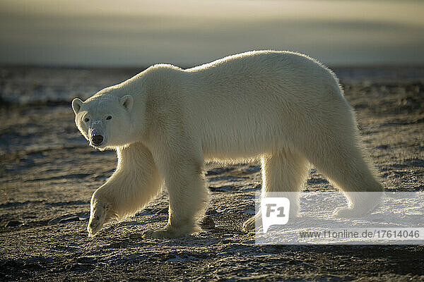 Eisbär (Ursus maritimus) hebt seine Tatze beim Überqueren der Tundra; Arviat  Nunavut  Kanada