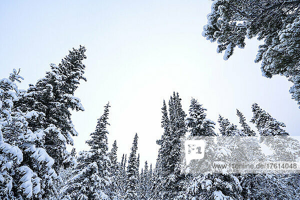 Winterliche Landschaft um die Stadt Whitehorse; Yukon  Kanada