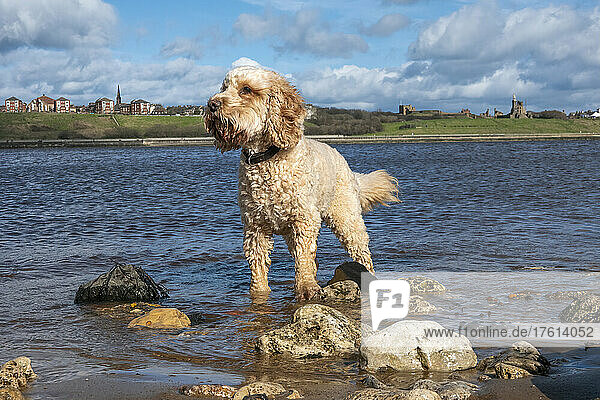 Ein blonder Cockapoo-Hund steht im seichten Wasser am Ufer; South Shields  Tyne and Wear  England