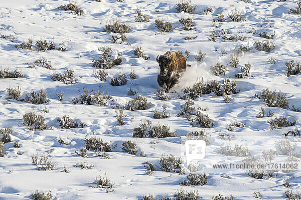 Bison (Bison bison) running through the snow-covered field of big sage (Artemisia tridentata)  creating snow dust around it; Yellowstone National Park  United States of America