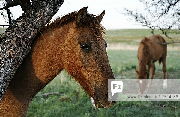 Geschützte Wildpferde in einem Mustang- und Burro-Schutzgebiet; Lantry  South Dakota  Vereinigte Staaten von Amerika