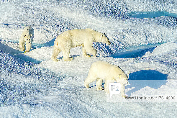 Mutter und Jungtiere  Eisbären (Ursus maritimus)  die über die Eisschollen in der kanadischen Arktis wandern.