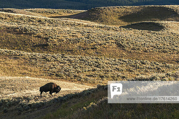 Ein einsamer amerikanischer Bisonbulle (Bison bison) weidet in einem abgelegenen Salbeibuschfeld; Yellowstone National Park  Vereinigte Staaten von Amerika